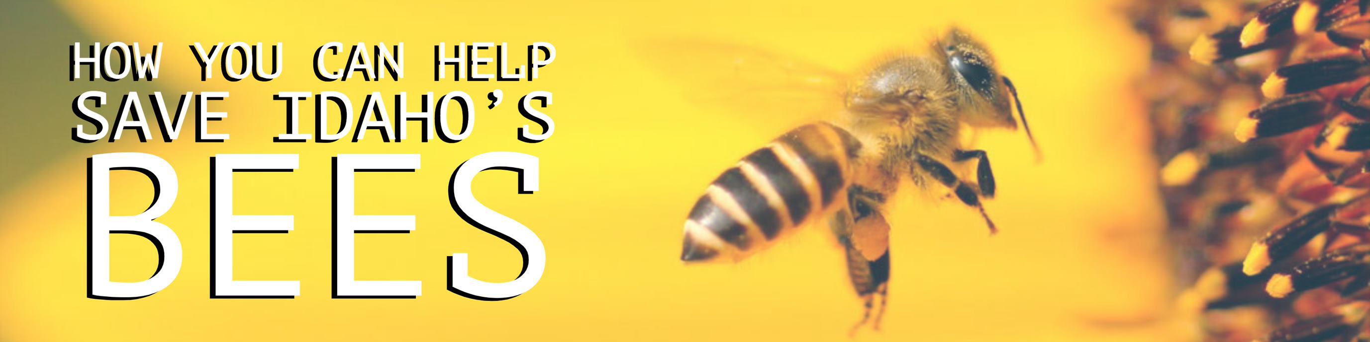 bees1.jpg